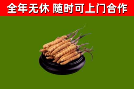 珠山区烟酒回收冬虫夏草.jpg