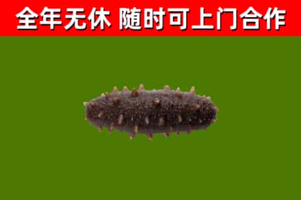 珠山区烟酒回收干海参.jpg